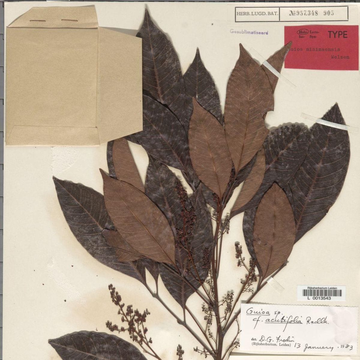 The Global Shift To Keep Holotypes Closer to Home