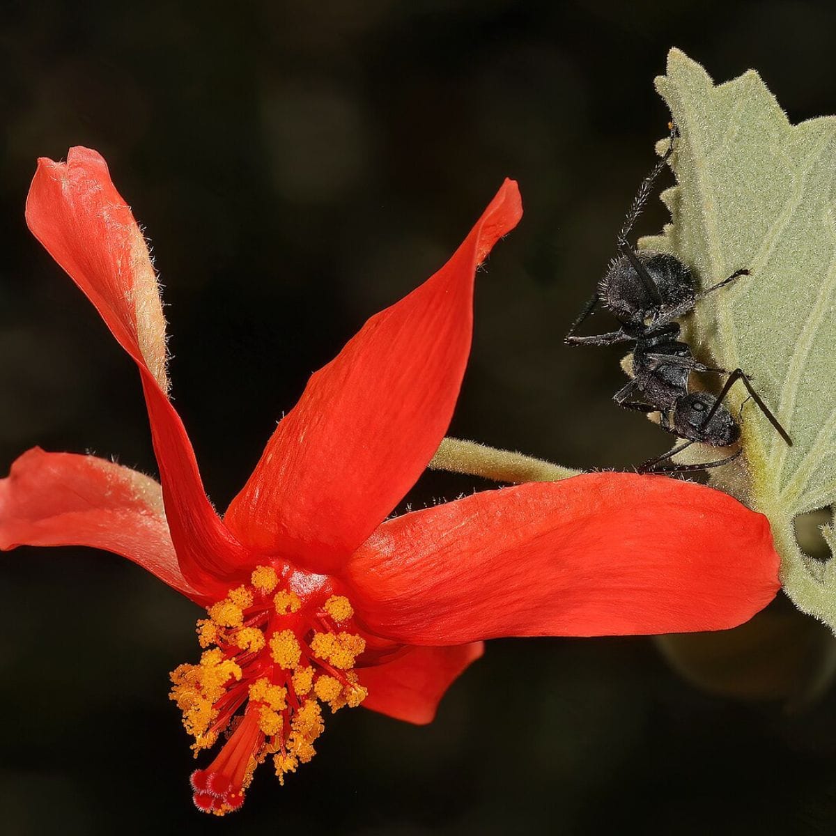 When your bodyguard keeps lovers away