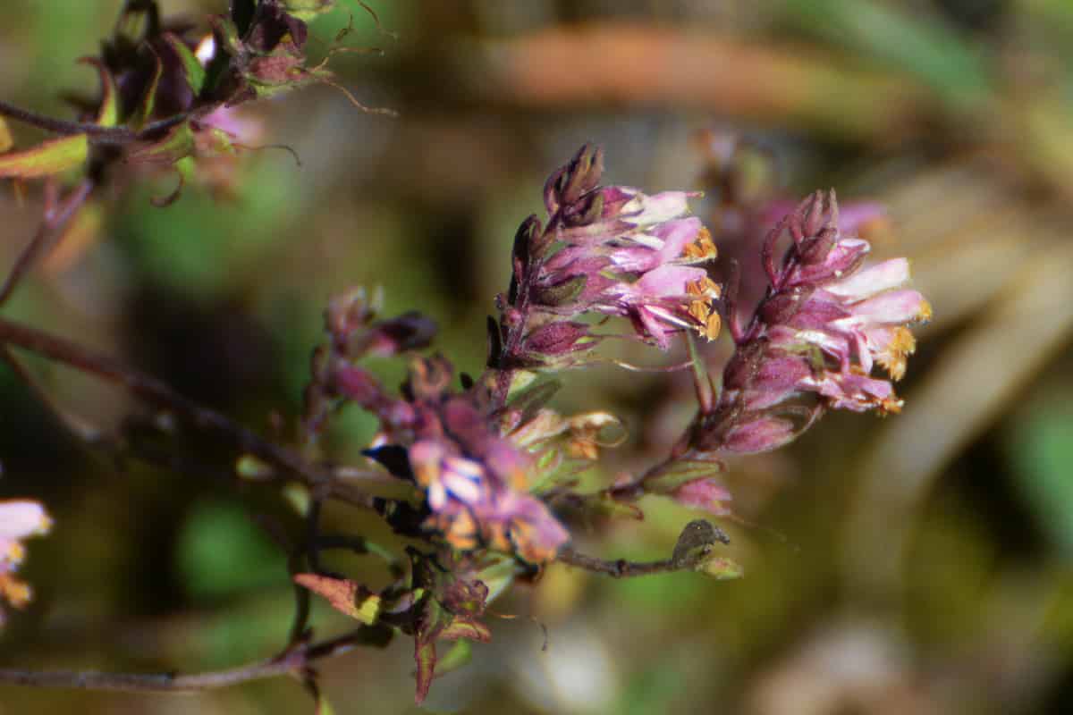 The red-purple flowers of Odontites vernus, on stems against a blurred green background.