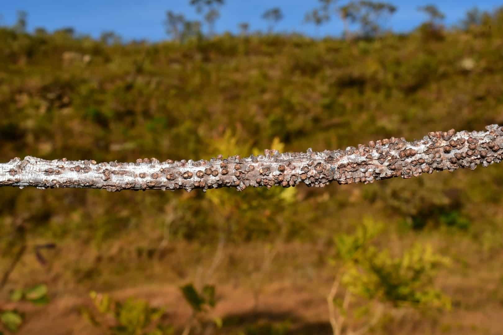 A white plant stem with what looks like hundreds of tiny blisters on it.
