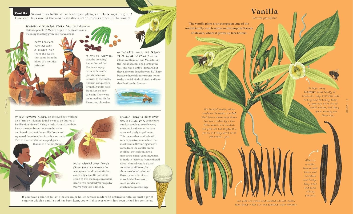 A double page spread of vanilla.