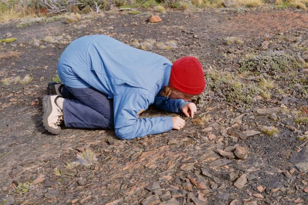 A woman in blue jacket and jeans and a red Benny hat kneels on the ground to inspect a low-growing plant.