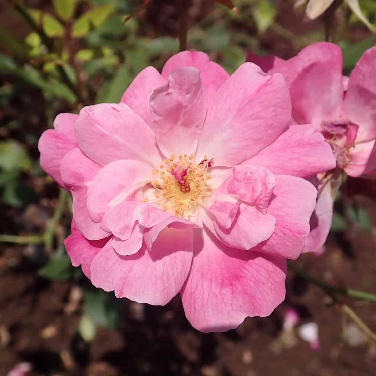 Tracing the Single Gene That Gave Modern Roses Their Endless Bloom