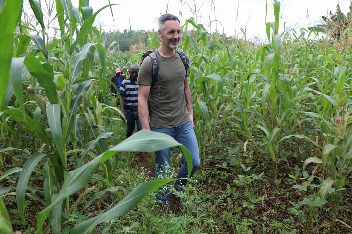 Botanists walking through a field of crops taller than they are.
