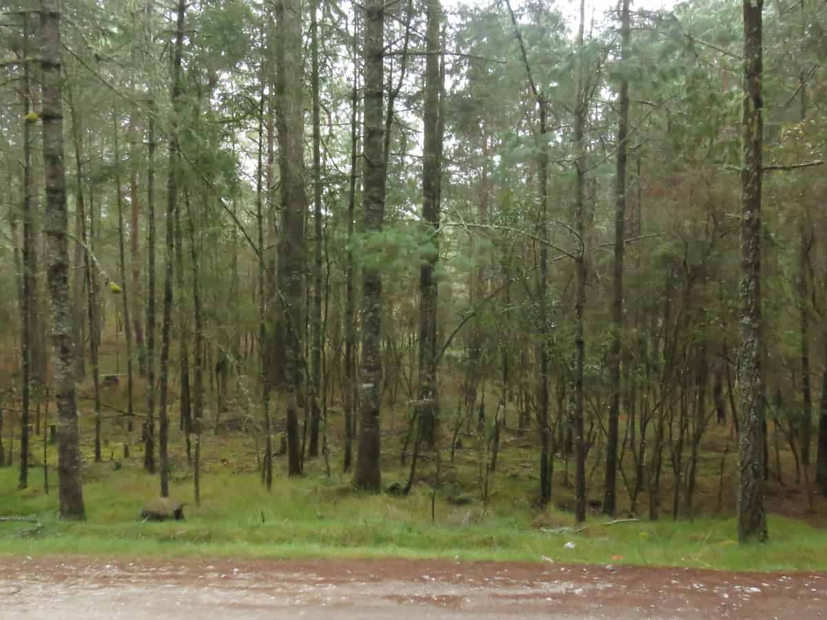 Many firs, standing upright by the side of the road.