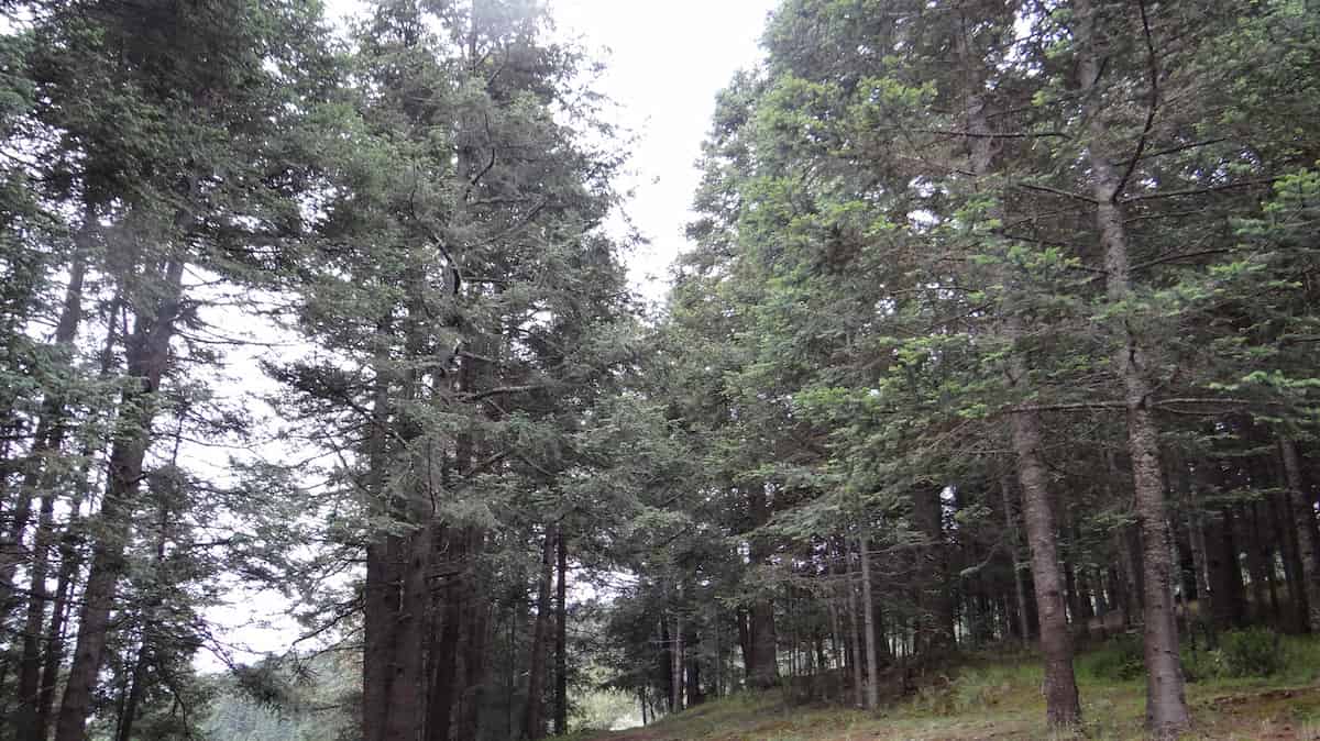 Some very similar looking firs, that iNaturalist assures me are Abies religiosa, despite coming from the east side of the mountain.