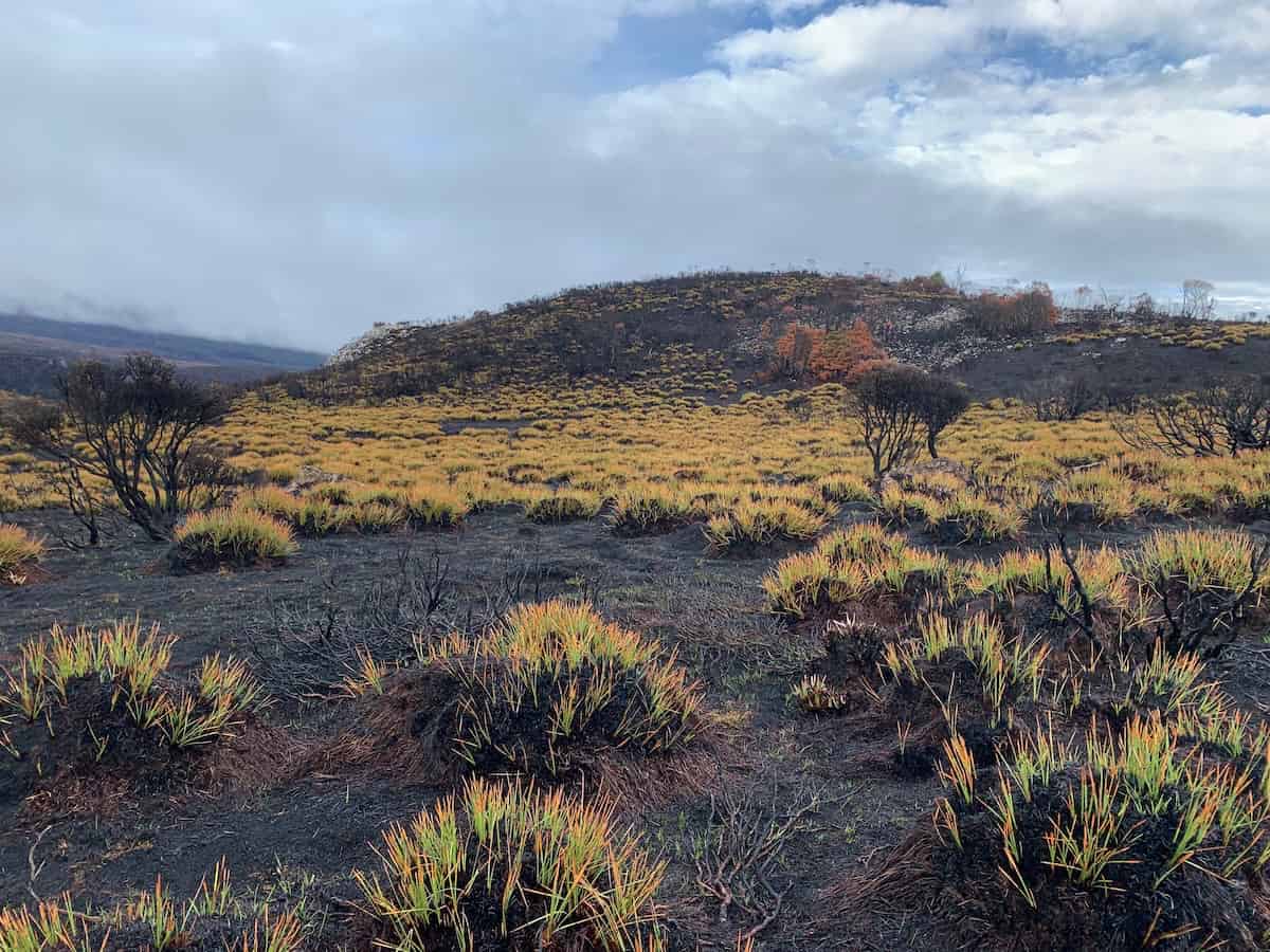 Golden plants sprouting in ash-black soil.