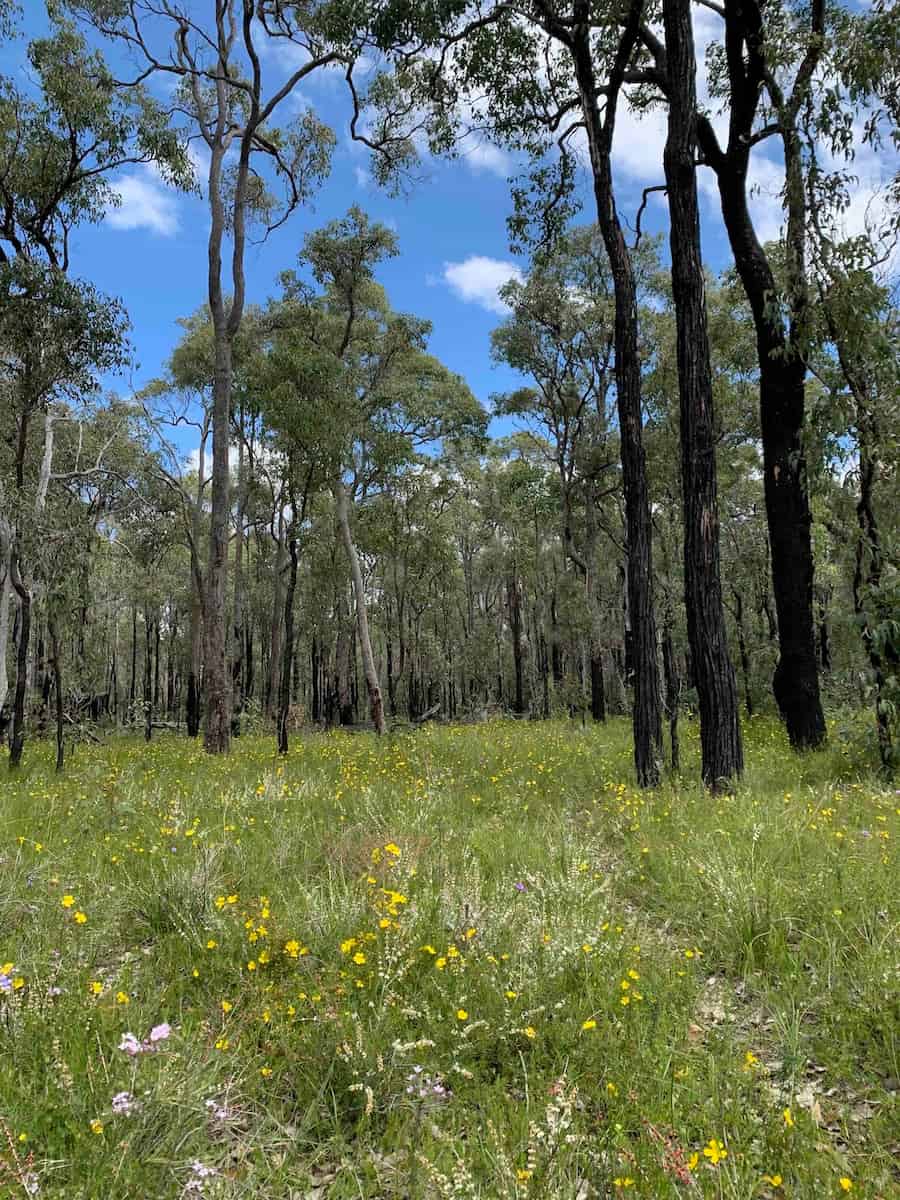 Tall trunks rise from rich grassland.