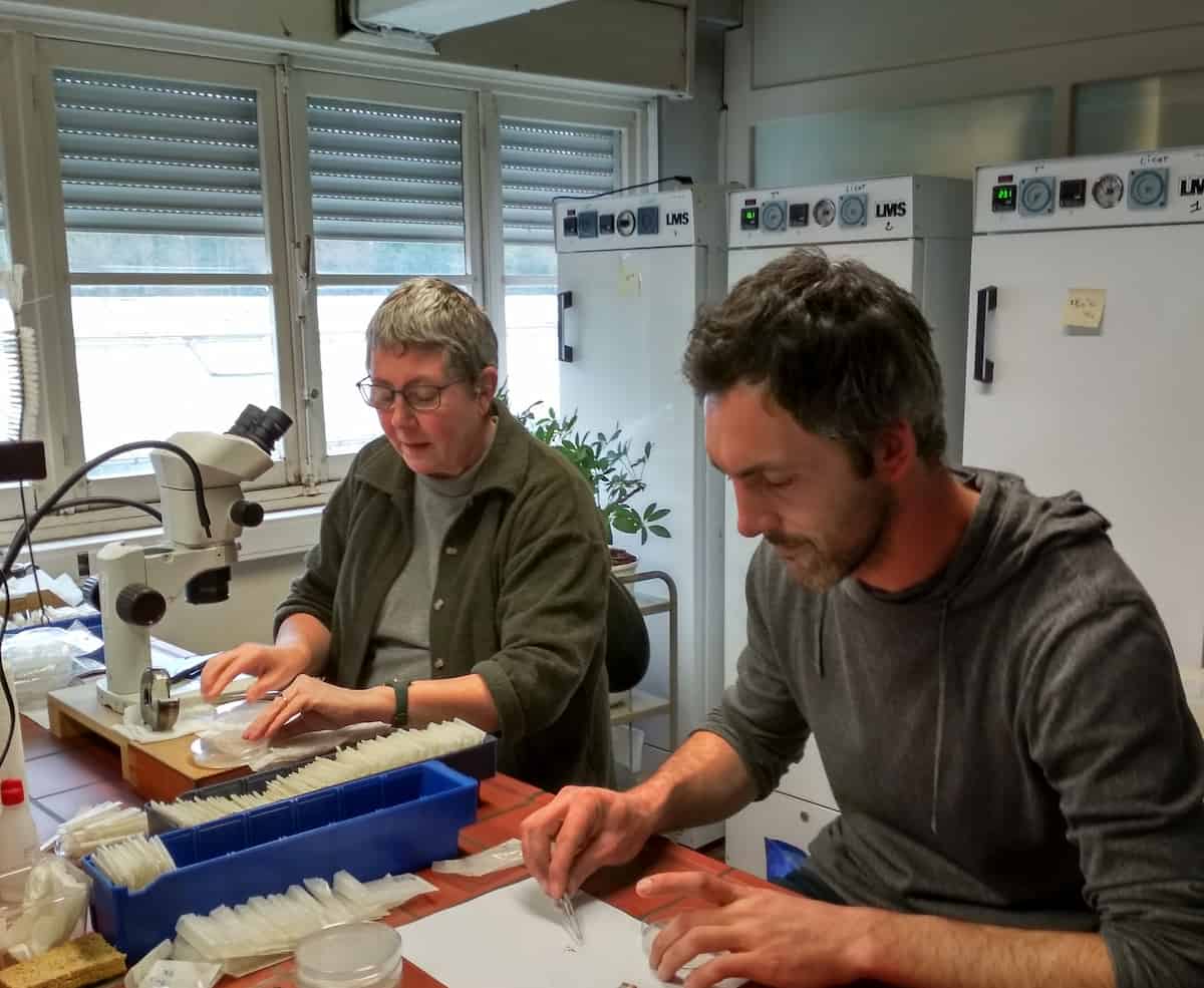 Two people at work in a botanical lab.