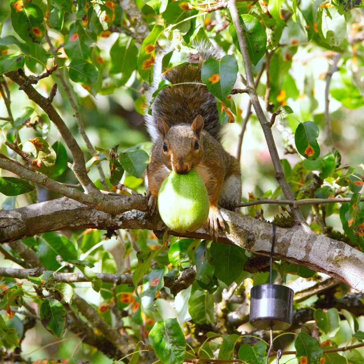 La crise de la dispersion des semences