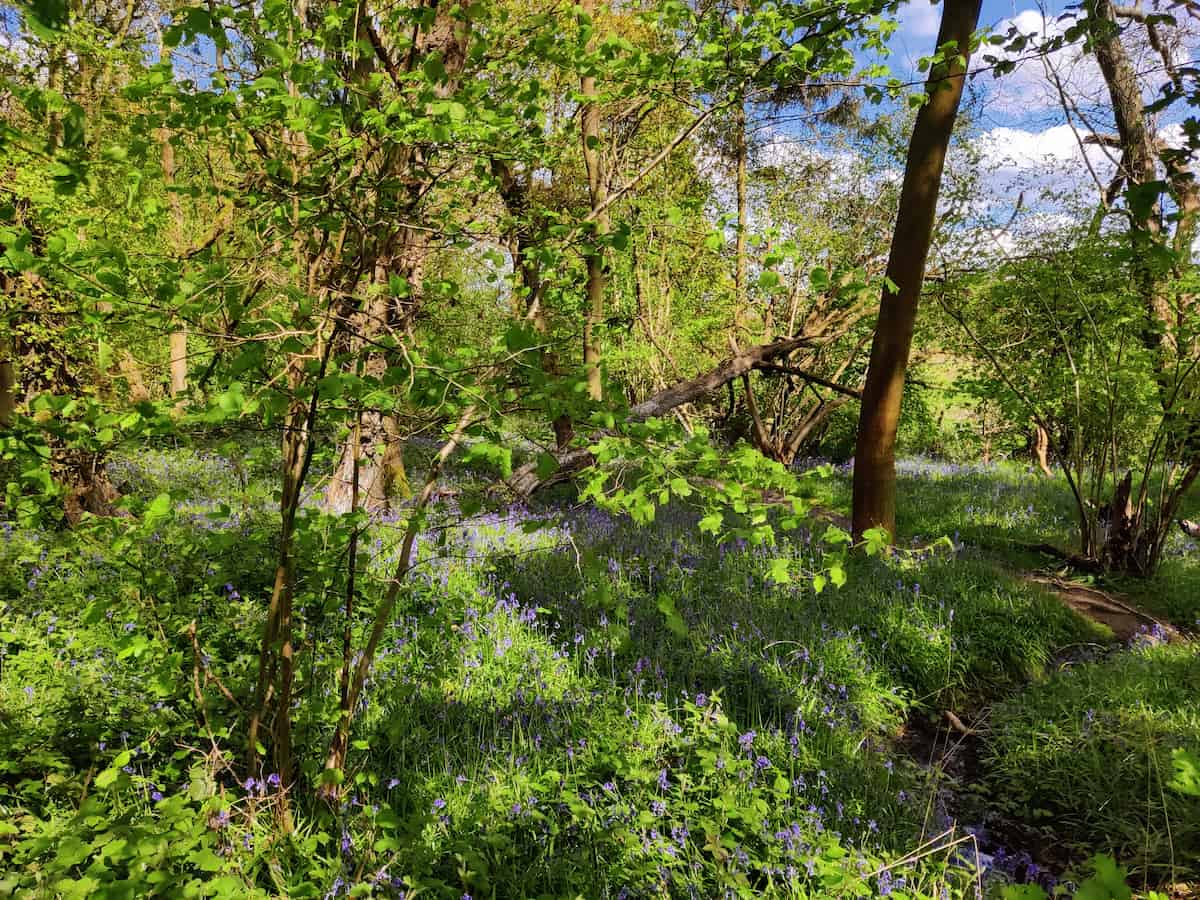 Ancient woodland floor carpeted with purple bluebells among deciduous trees with bright green spring foliage, showcasing the indicator species used to identify UK ancient woodlands