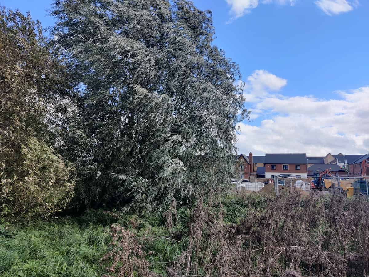 Urban-adjacent ancient woodland with mature trees and undergrowth bordering residential houses, illustrating the fragmented green space sanctuaries discussed in the study.