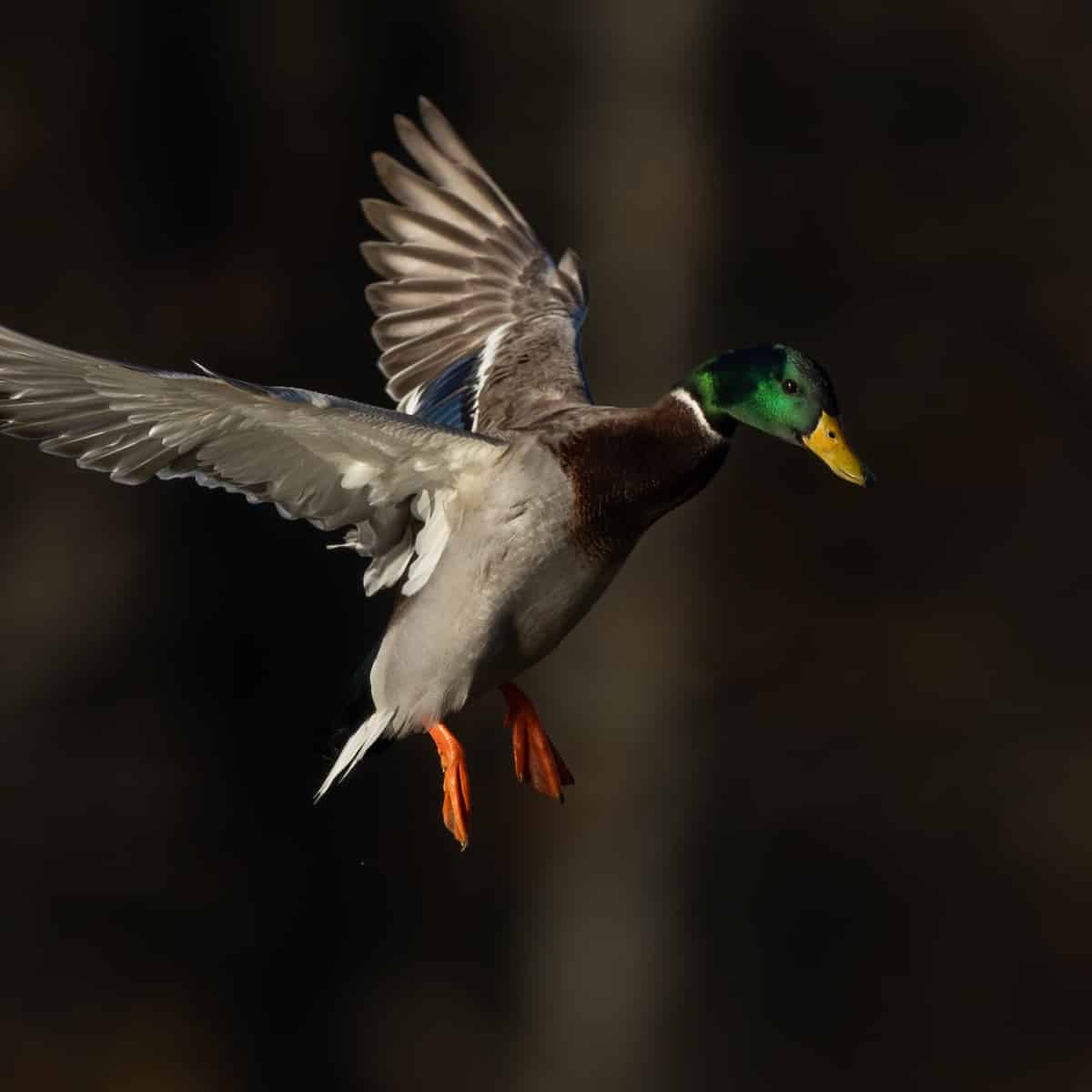 The surprising reason waterfowl make better gardeners when they’re airborne