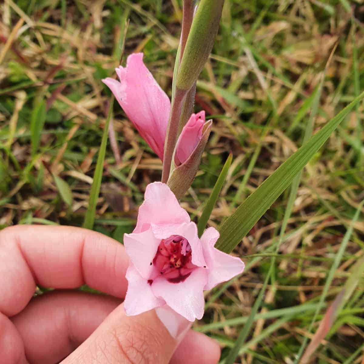 This South African Gladiolus Might Actually Be Seven Species in Disguise