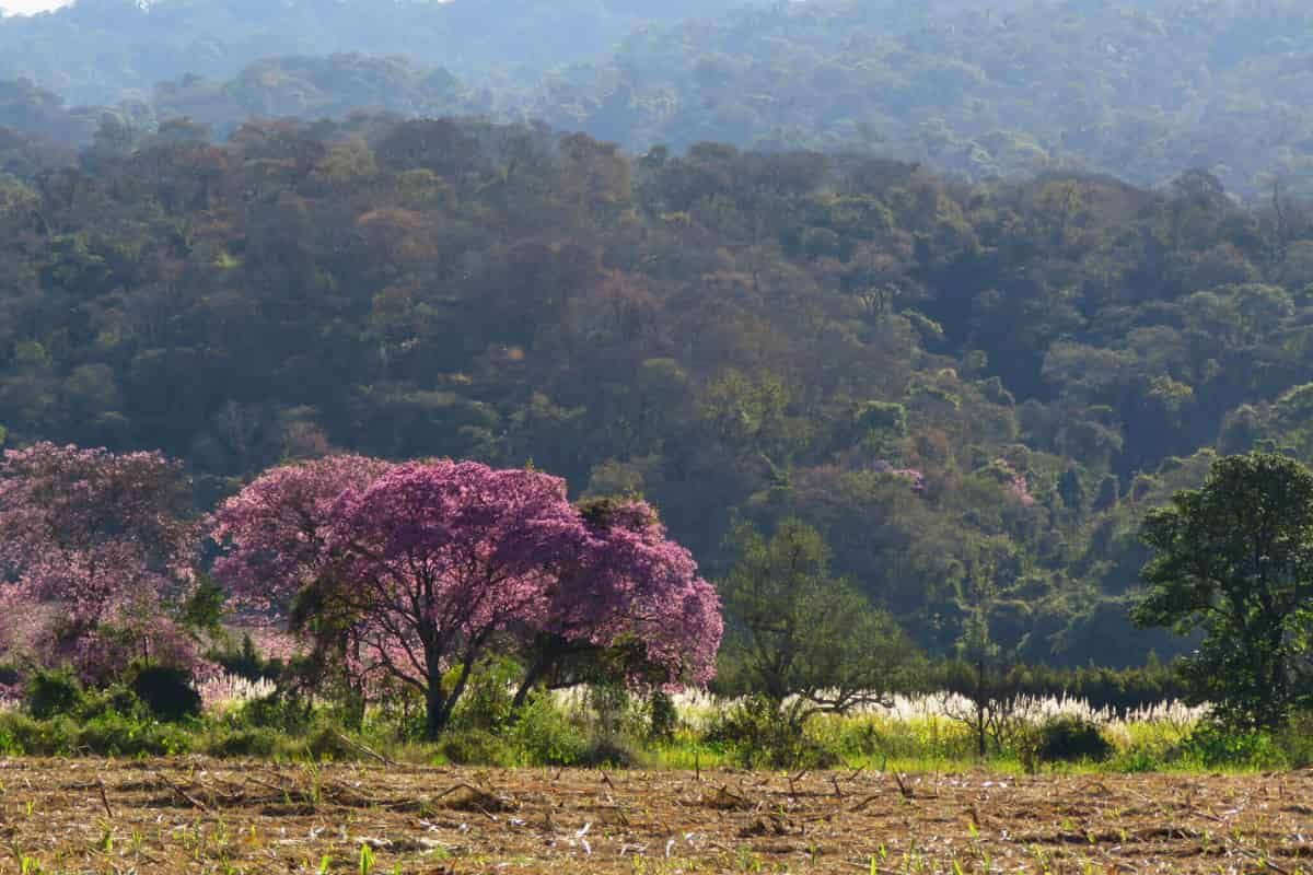 Des arbres d'un rose éclatant se détachent sur le fond d'une forêt verdoyante.