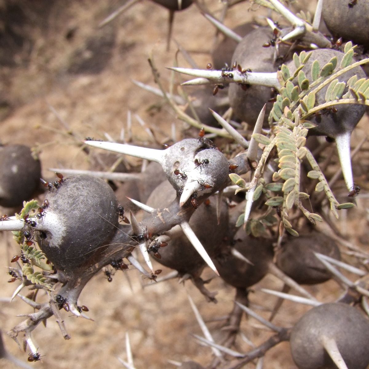 Lorsque les fourmis amies des arbres disparaissent, les lions modifient leur façon de chasser.