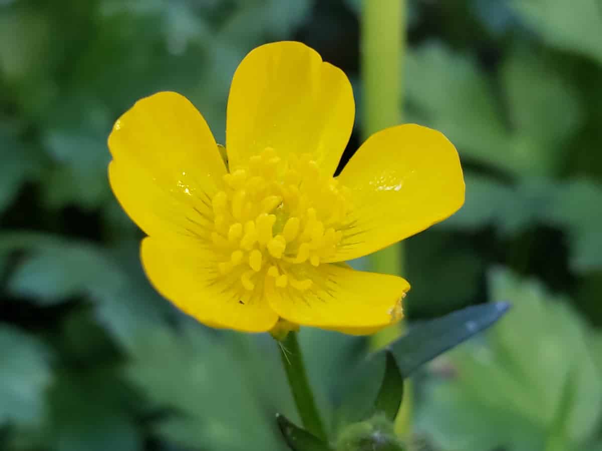 A bright golden-yellow buttercup flower with five glossy, mirror-like petals that reflect light intensely, giving them a wet or varnished appearance. The petals are slightly rounded and overlap at their bases. The flower's center is densely packed with numerous pale yellow stamens arranged in a ring around a small green center. The flower is shown in sharp focus against a soft, blurred background of green foliage, with a visible green stem supporting the bloom.