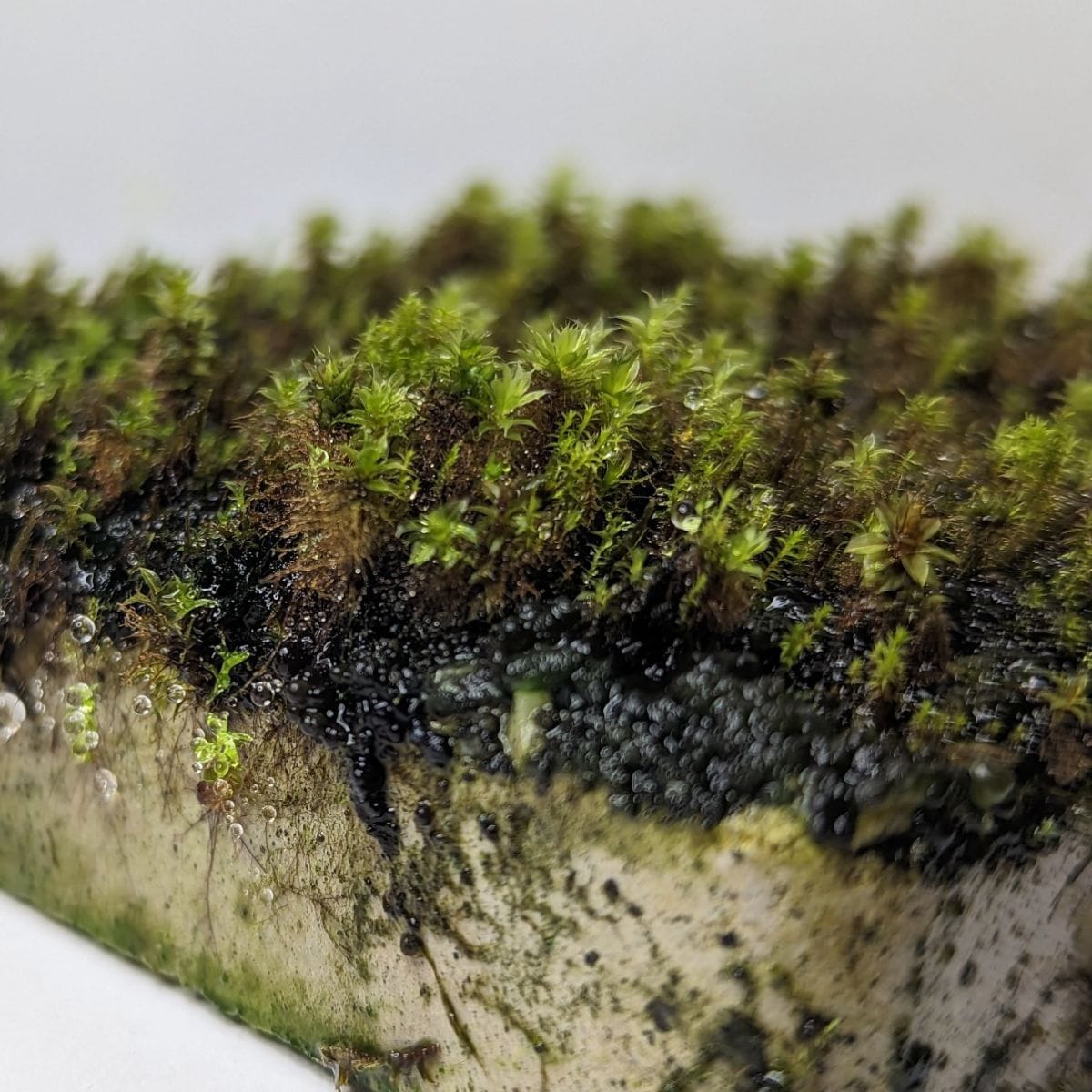From concrete jungles to living carpets: how moss on bioreceptive concrete can transform our cities