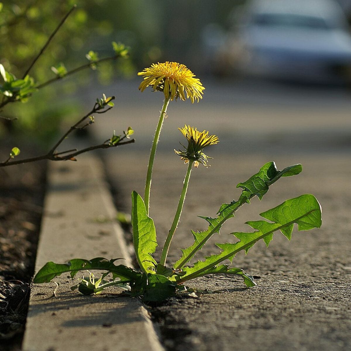 Tout est permis quand on vit dans une fissure