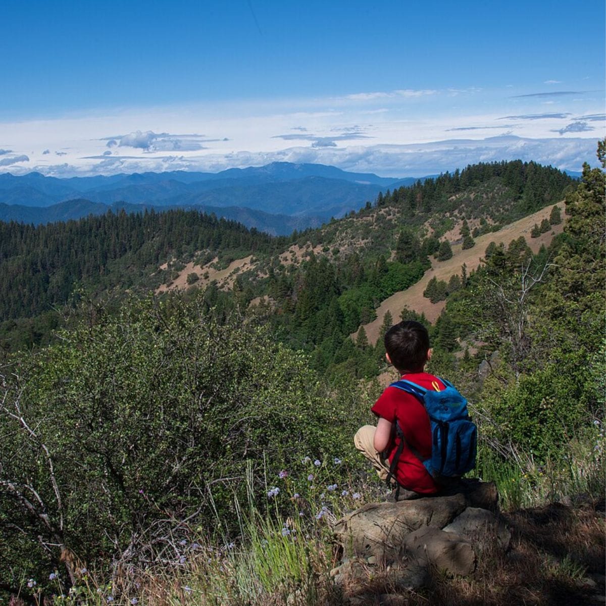 More Heart than Logic: What Drives a Scientist to Pursue Botany?