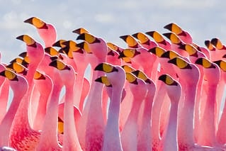 Flamingos Partying by Pedro Szekely 