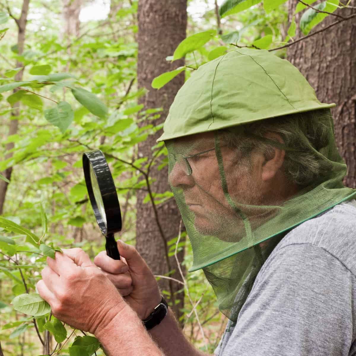 Un hombre usa una lupa para mirar una hoja.