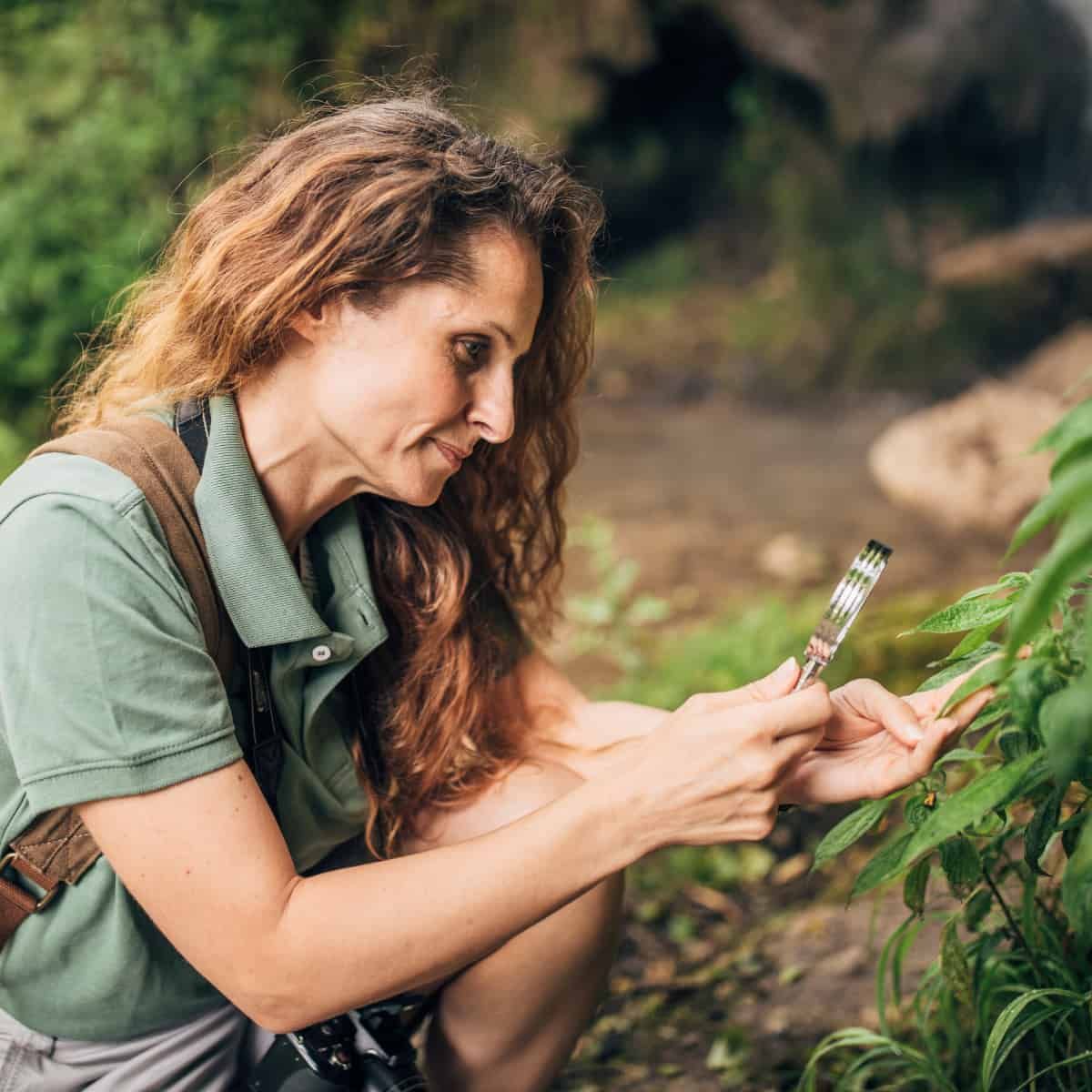 Un botaniste examine une feuille à la loupe.