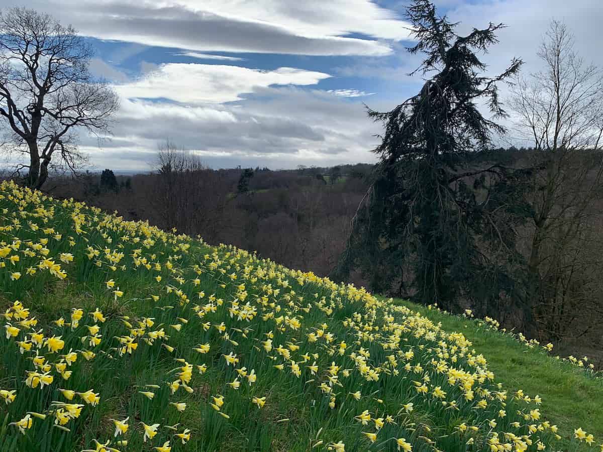 A hillside covered in daffodils.
