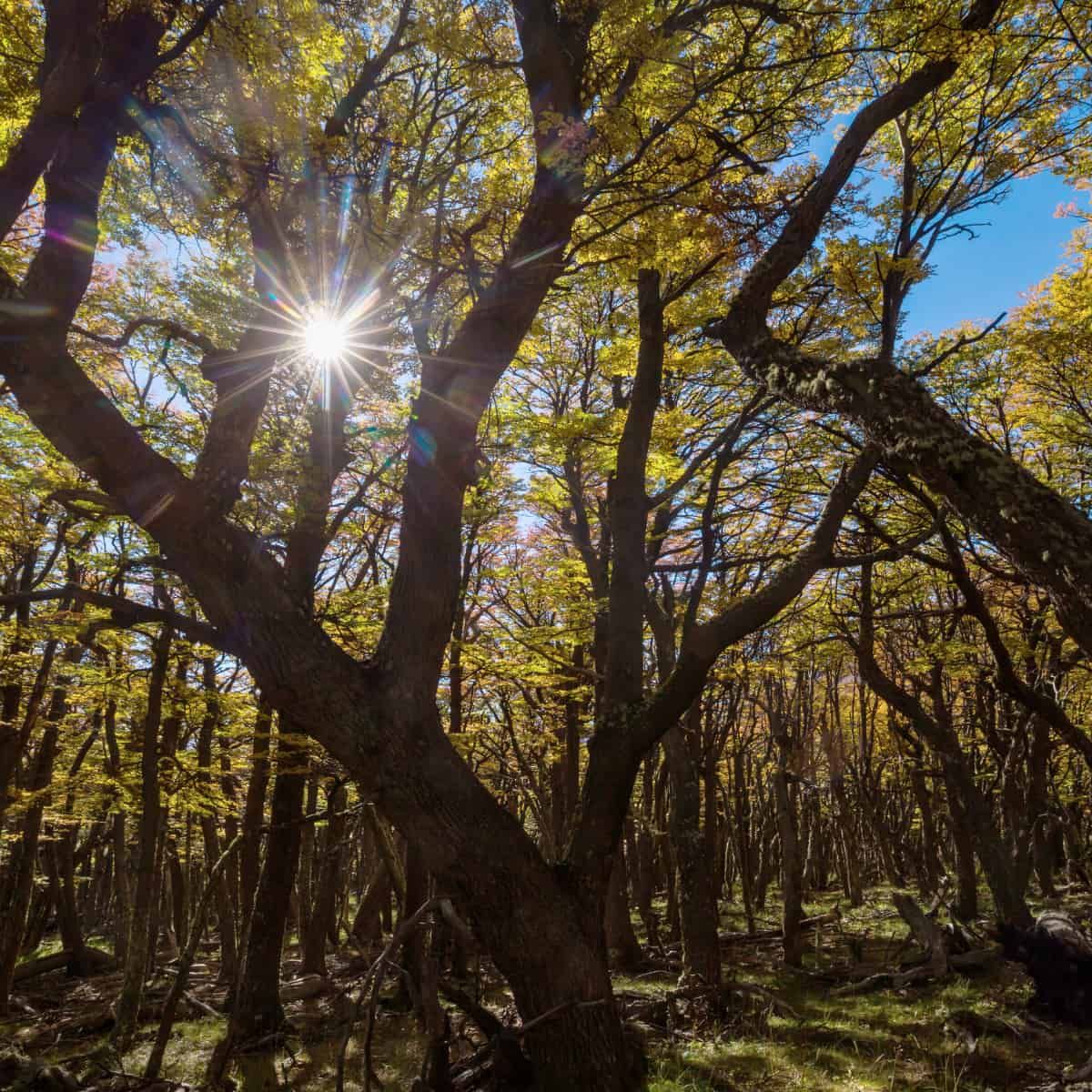 Ein Foto eines Waldes im Sonnenschein.