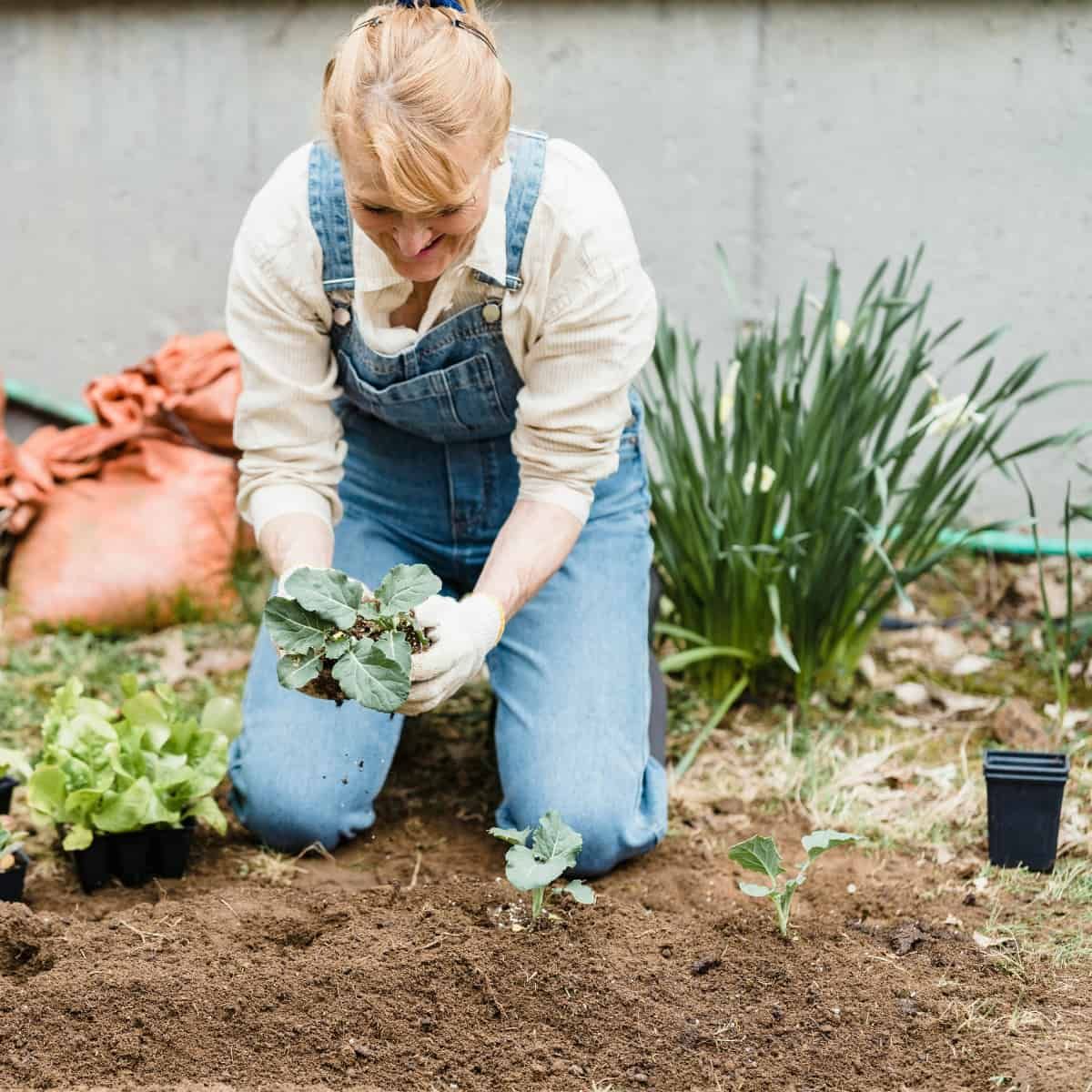 A gardener in denim dungarees and gloves kneels in bare soil, planting a brassica seedling. Trays of young plants, lettuce, and established daffodils or similar bulbs are visible nearby.