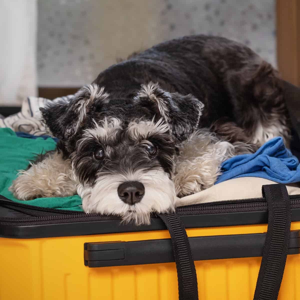 Un perro llamado "Título" en un caso.