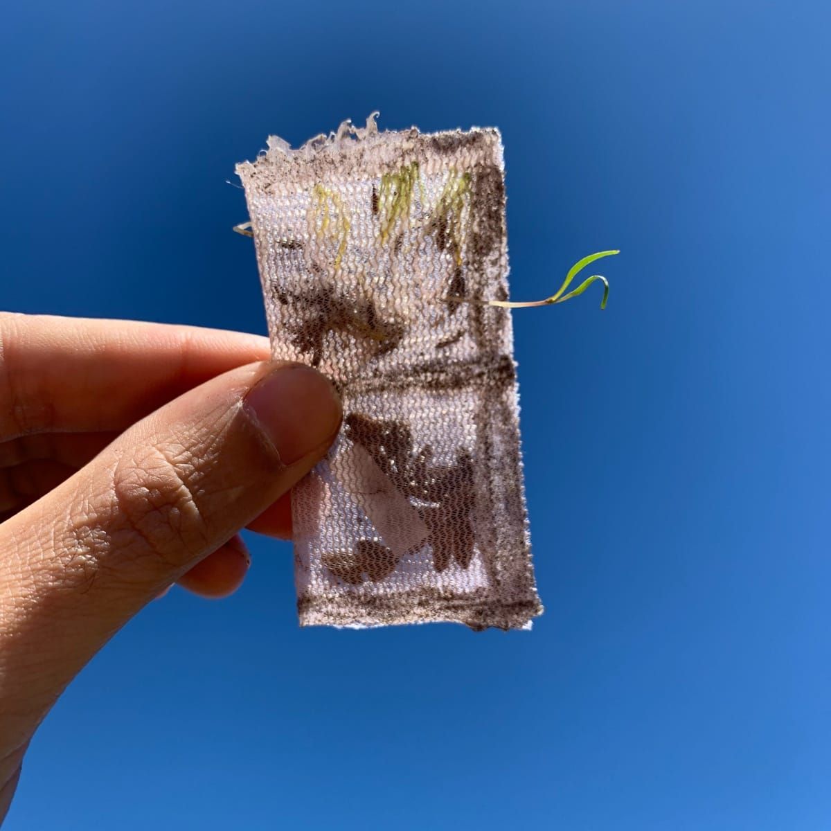 Le changement climatique menace les plantes alpines avant même qu'elles aient la chance de se développer.