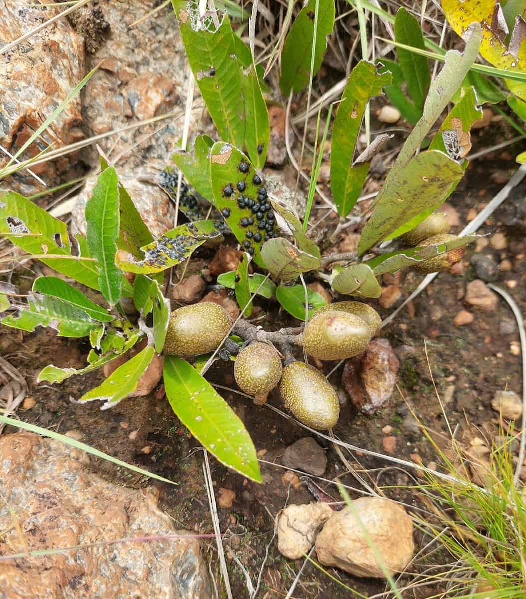 A low cluster of Parinari capensis at ground level, with four or five olive-green speckled fruits nestled among elliptical leaves.