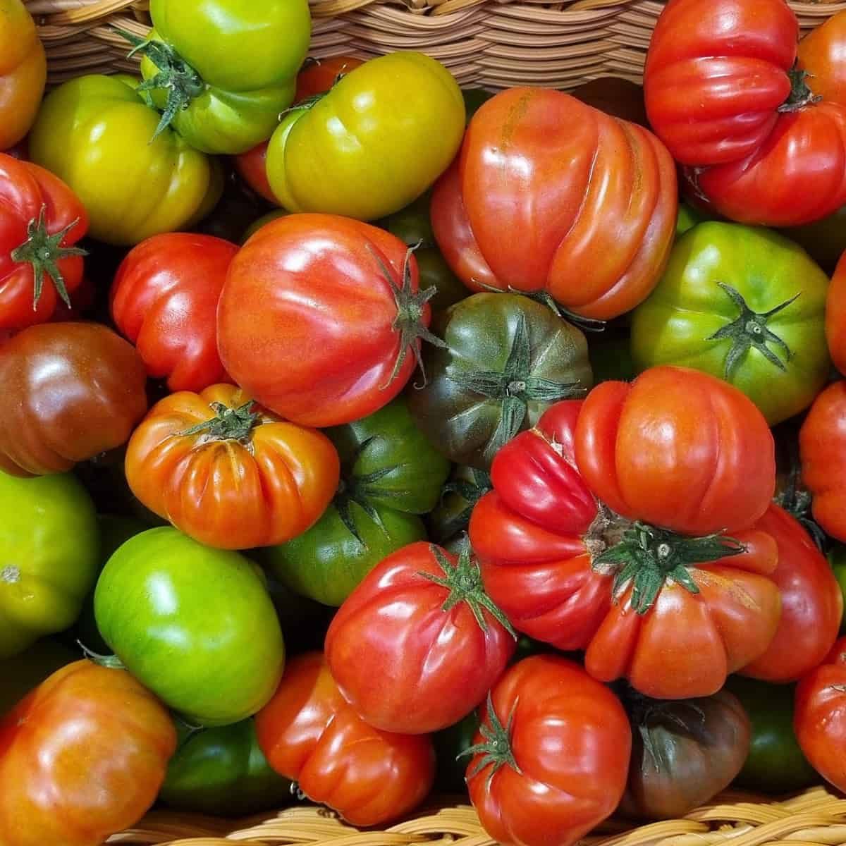 Uma cesta cheia de tomates de vários formatos e cores.