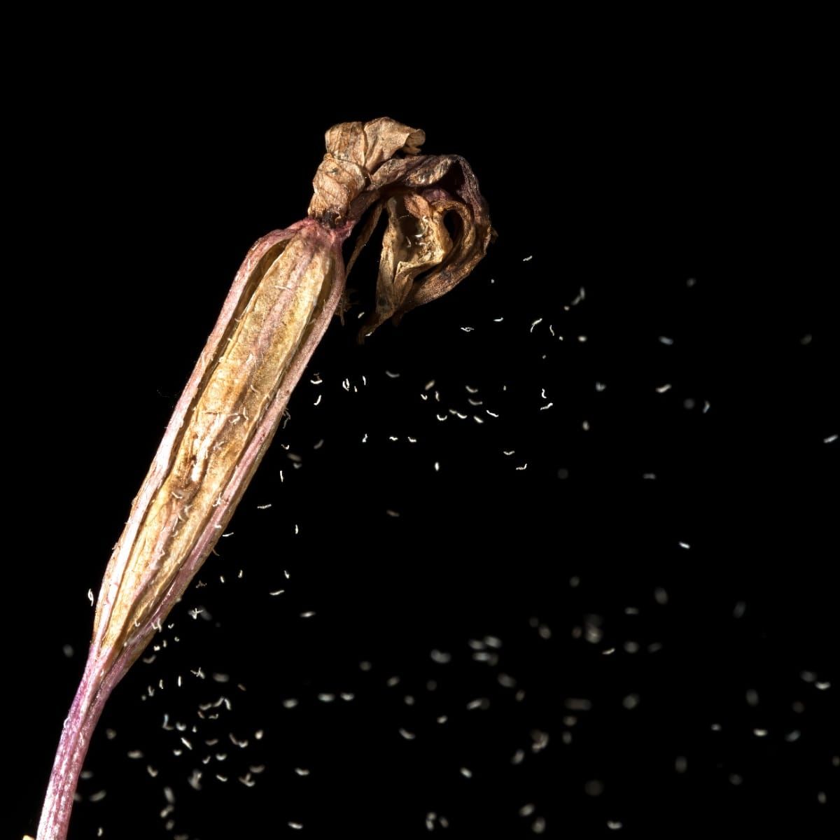 Was winzige Orchideensamen über ihre Evolution verraten