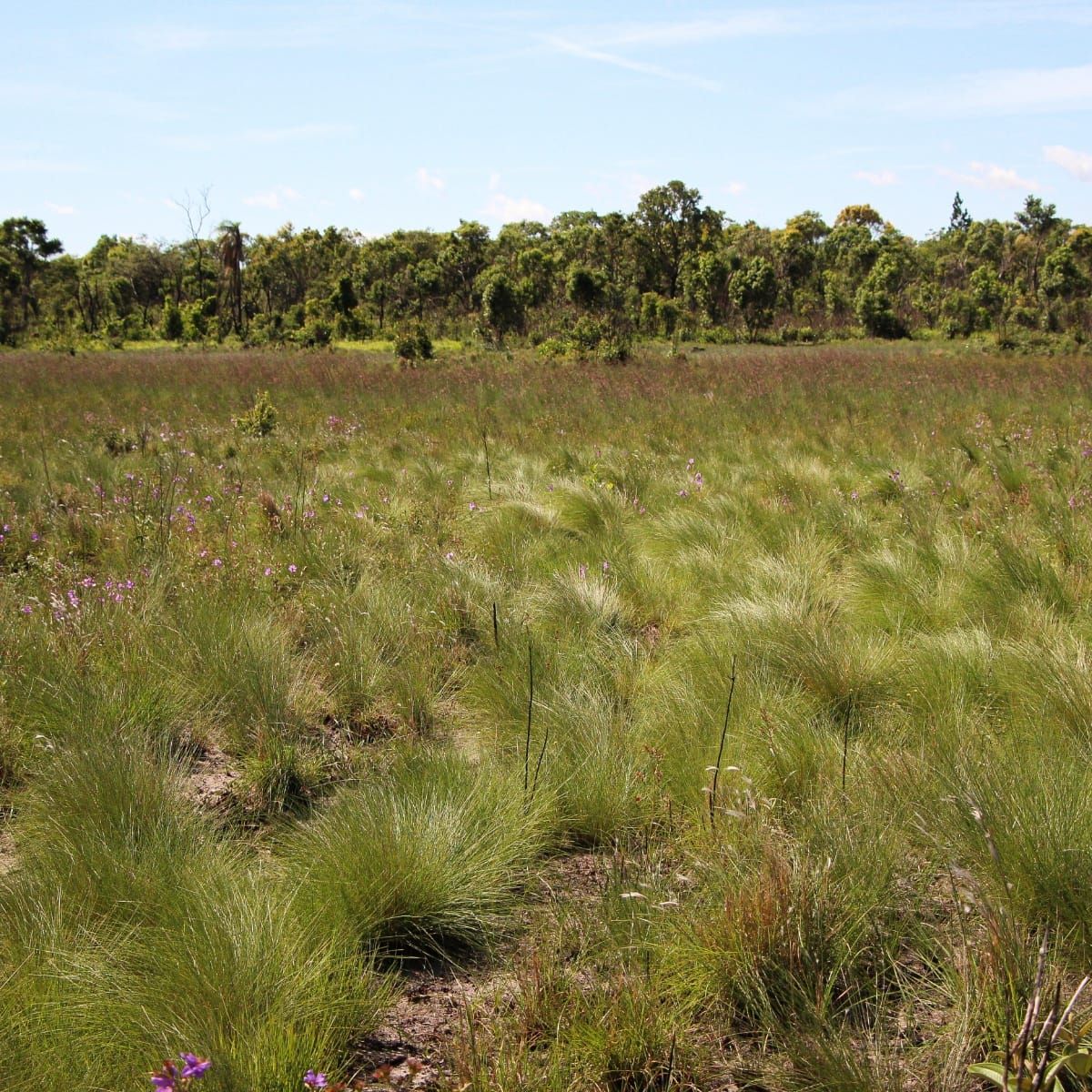 Señales de incendio y suelos secos: cómo las semillas del Cerrado regulan su germinación