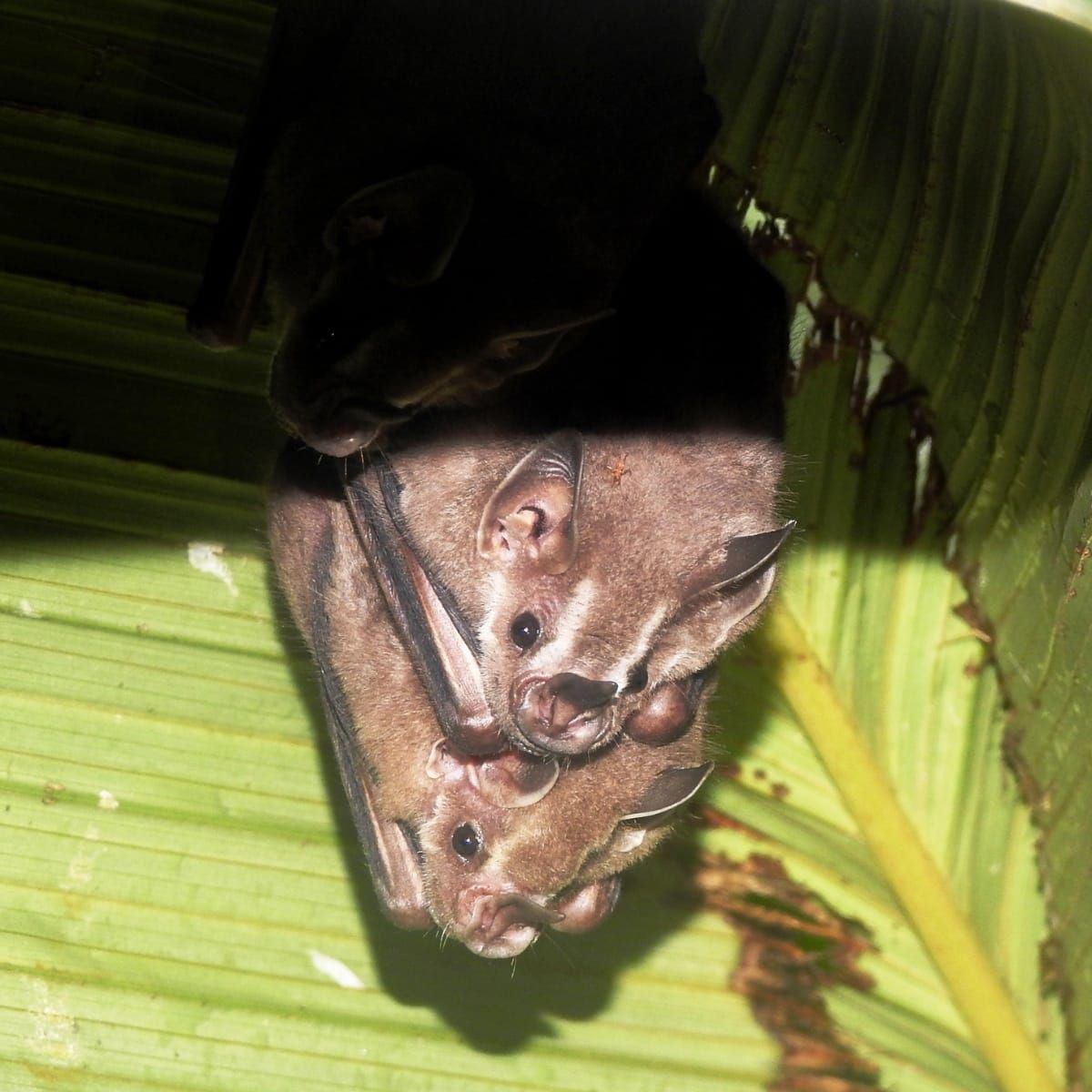 O serviço de entregas mais pesado da selva: o caso dos morcegos que se abrigam em tendas.