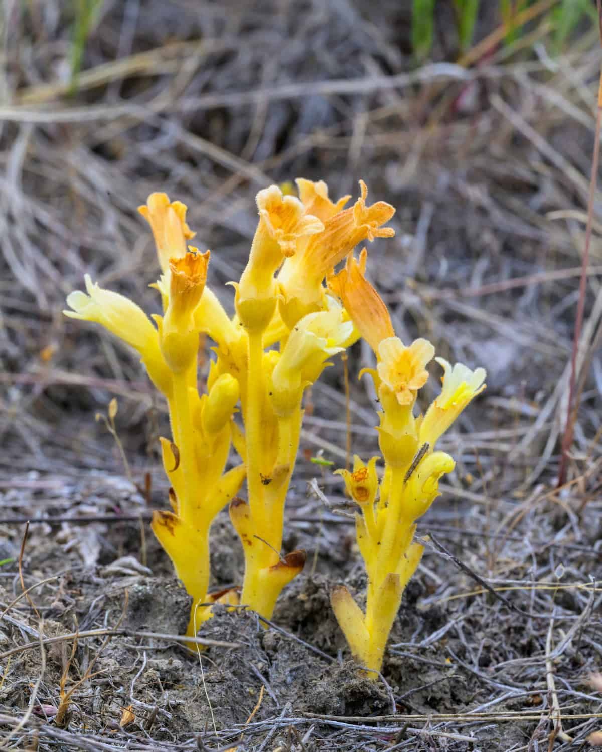 Aphyllon franciscanum