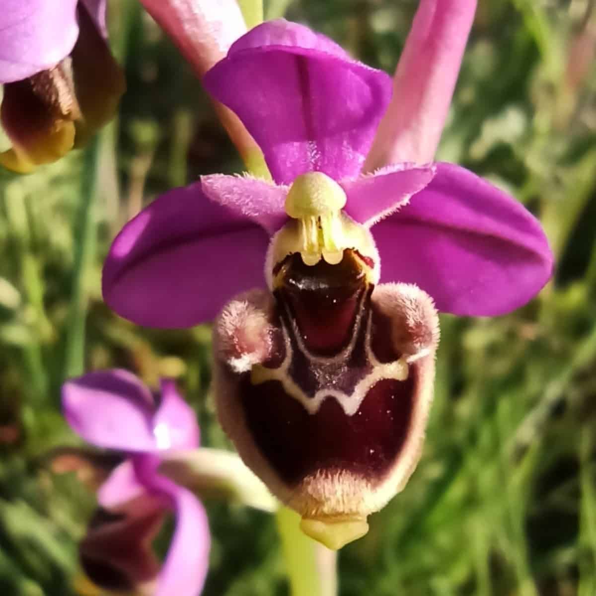 Uma orquídea-abelha em tons de rosa, amarelo e um roxo profundo, quase preto, ergue-se ao sol.