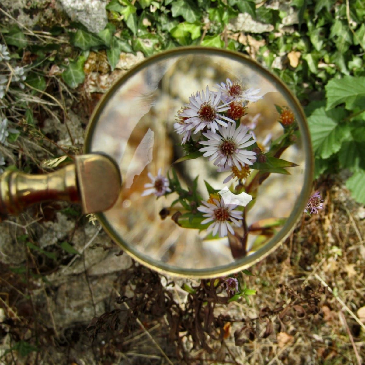 Será que nos esquecemos dos nomes das plantas?