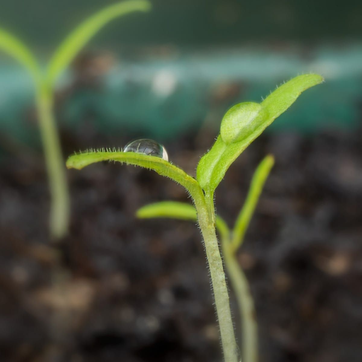 Primed Plants are Prime Plants
