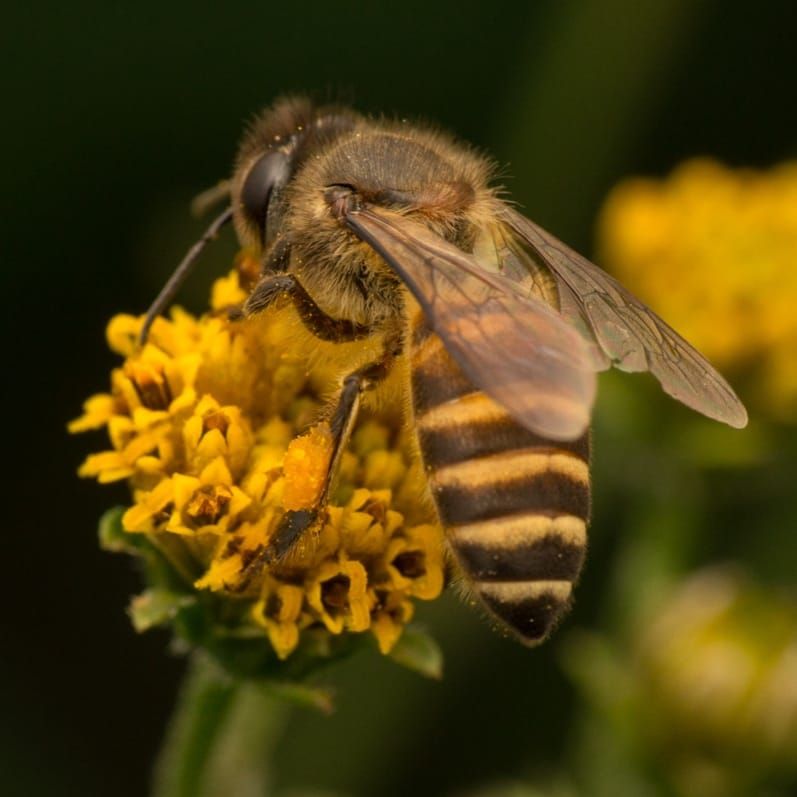 The Silent Partner: The Real Value of Pollination in Daily Life
