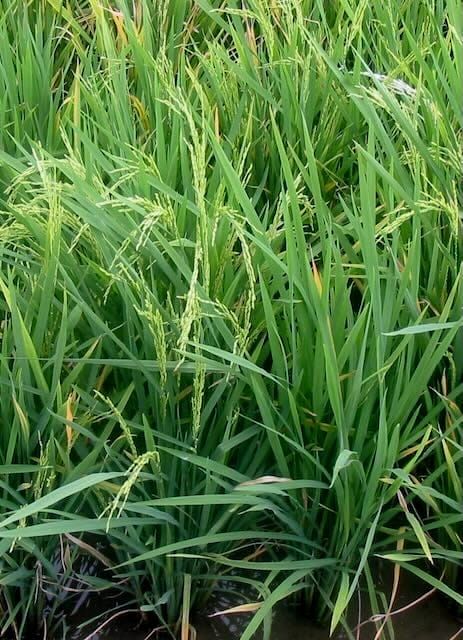 Can plants remember a stressful past?