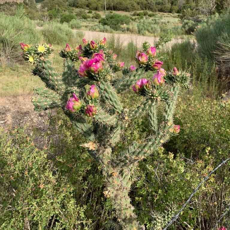 Cylindropuntia imbricata