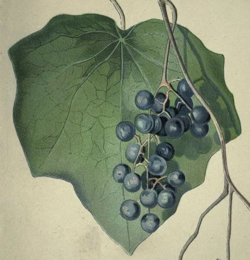 The Week in Botany June 15, 2026