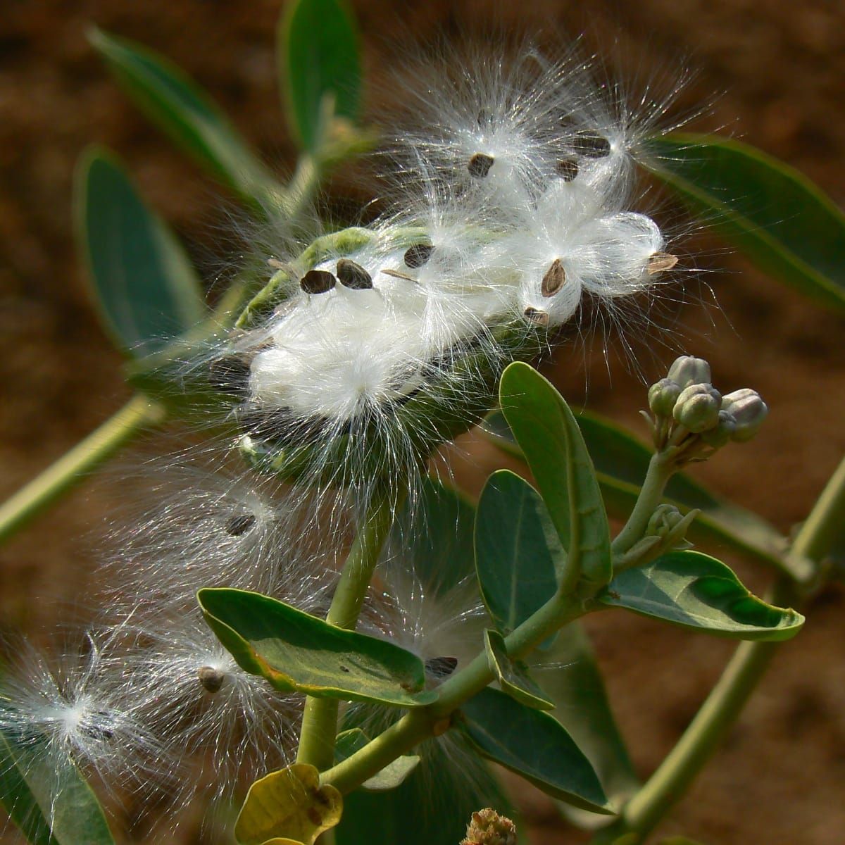 How Seeds Travelled Through Plant History