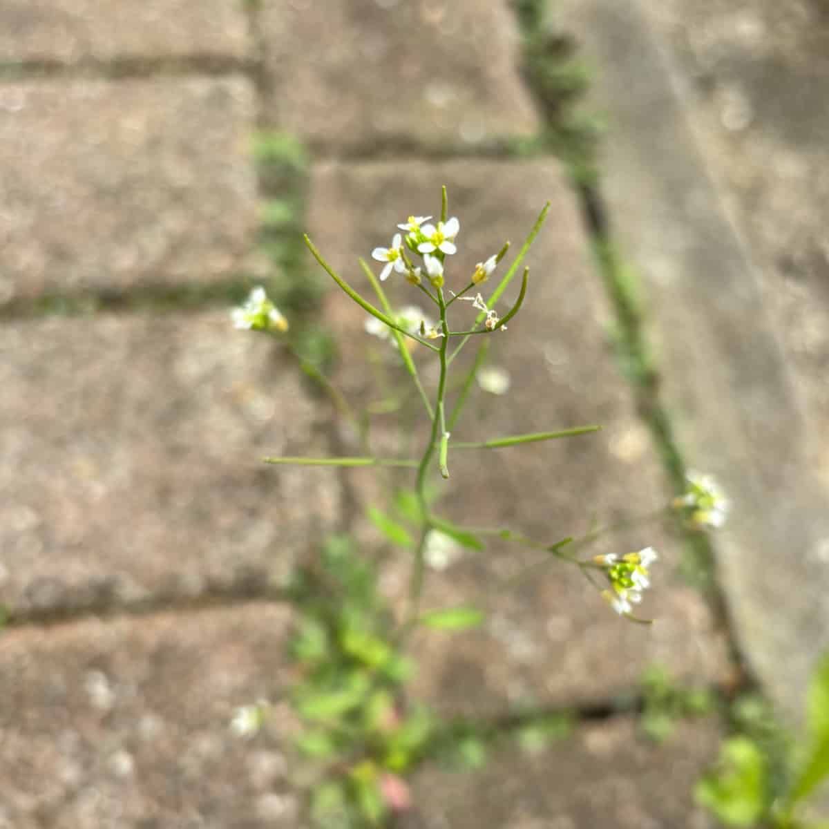 Arabidopsis thaliana creciendo entre grietas en el pavimento en Cardiff.