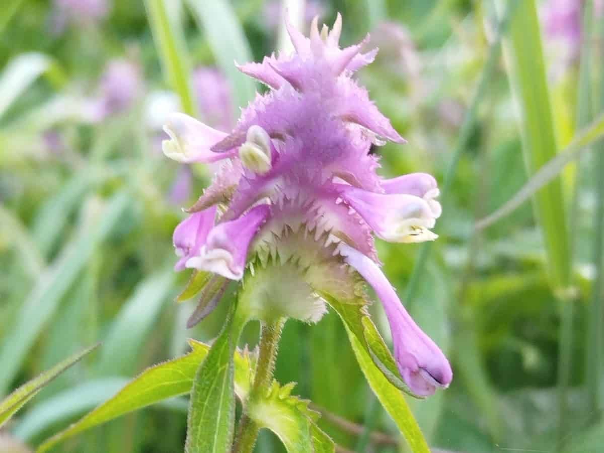 A dense spike of comb-toothed pink-purple bracts, with tubular pink and cream-yellow flowers projecting between them.