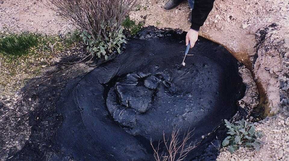 A New Hope for Contaminated Soil: Wild Plants and Microbes Can Work Together to Clean Up Oil Spills