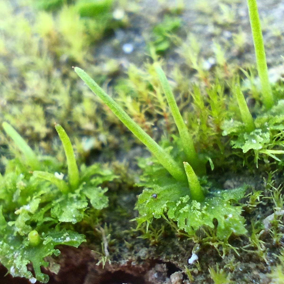 Un secreto oculto en las únicas plantas terrestres con pirenoides podría inspirar la fotosíntesis de futuros cultivos.